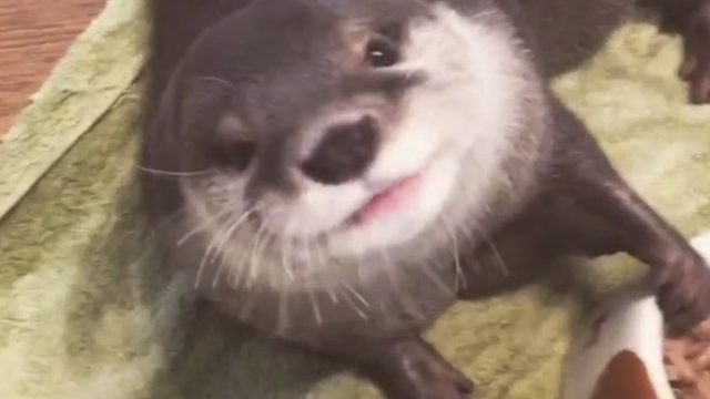 otter