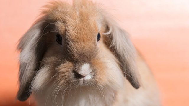 bunny