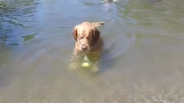 dogeyes