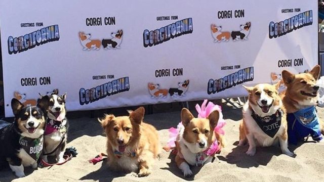 corgi
