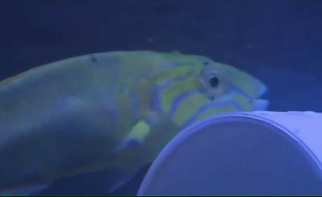 kiwi2.jpg