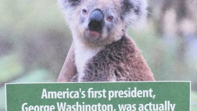 koala