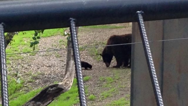 Bear
