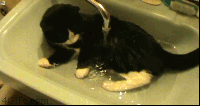 bath-cat.gif