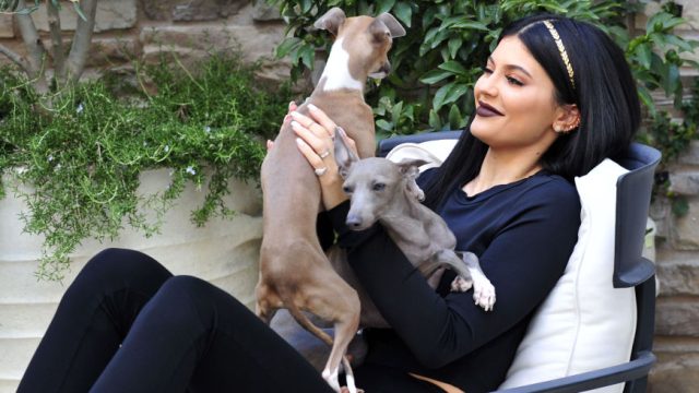 Picture of Kylie Jenner Dogs