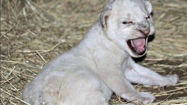 WhiteCub