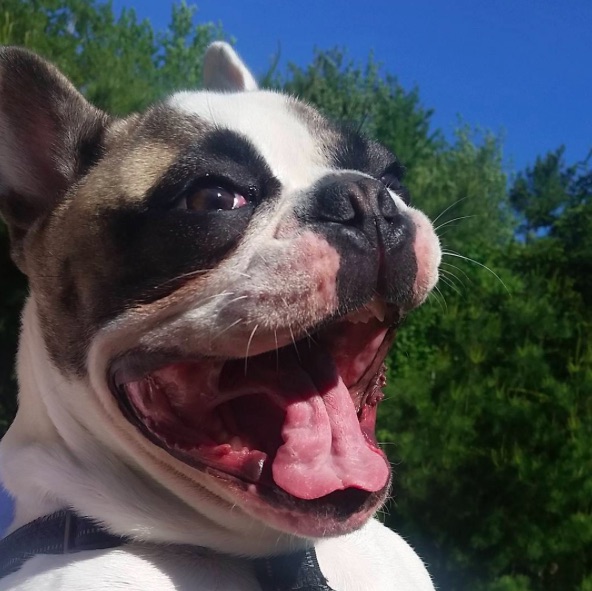 This French bulldog trying to swim in a pool without water is all of us ...