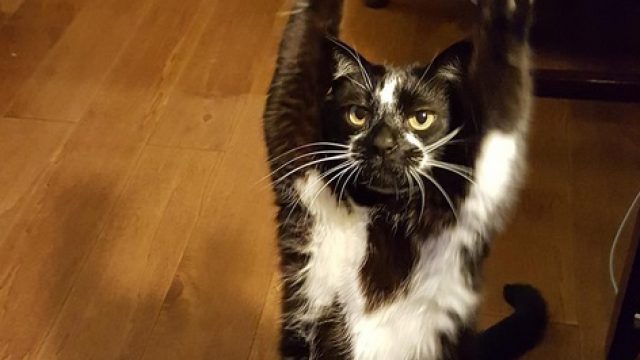 cat