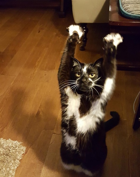 So, this adorable cat keeps putting its arms in the air and no one ...