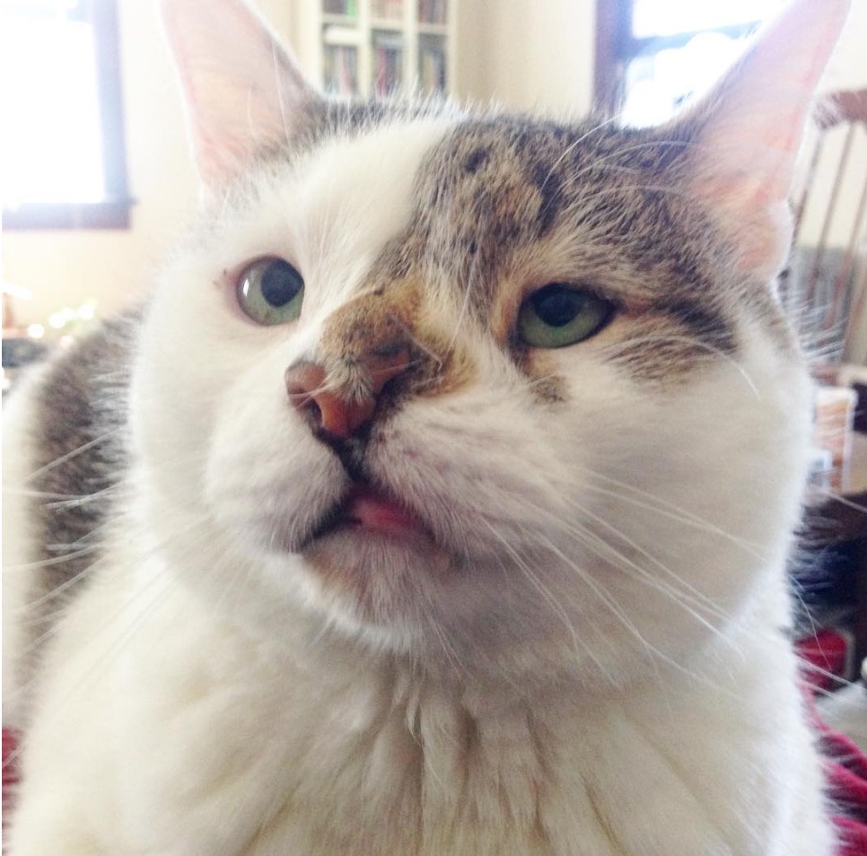 This kitty with a cleft palette is so lovable we could scream ...