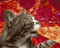 catpizza.gif