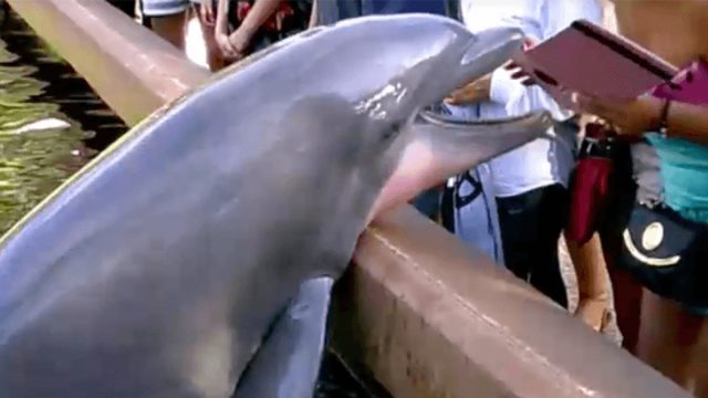 Dolphin