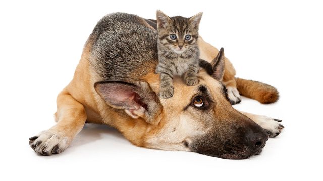 Cat and dog