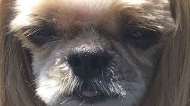 dog