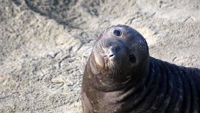 baby-seal