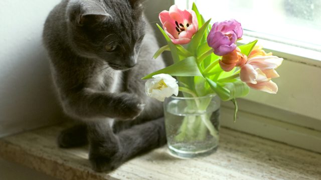 shutterstock_54915982
