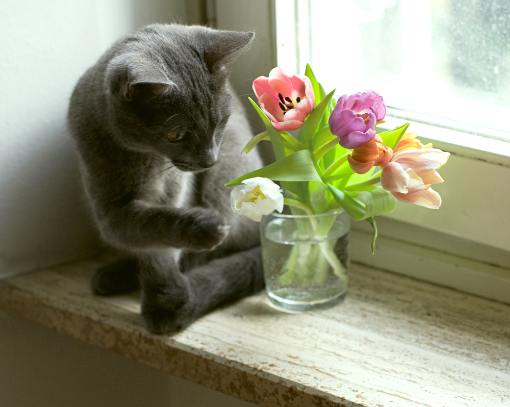 These super common flowers could poison your beloved pets ...