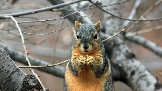 squirrel