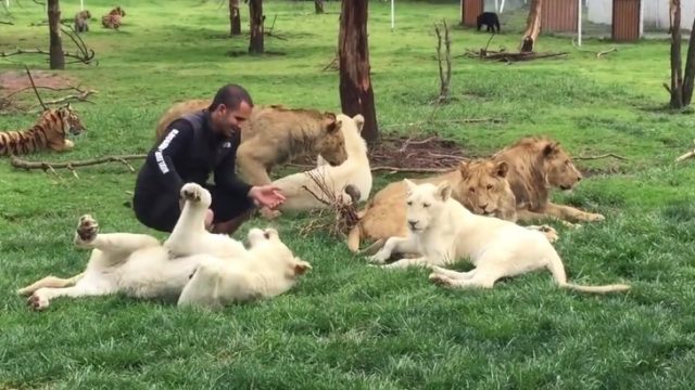 big cats
