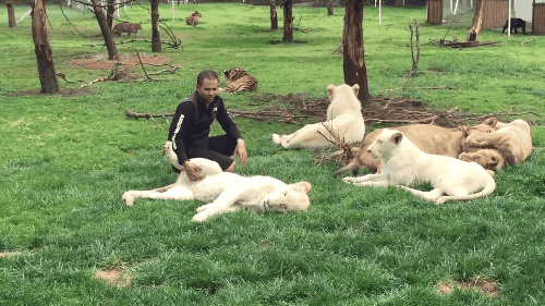 bigcats3.gif