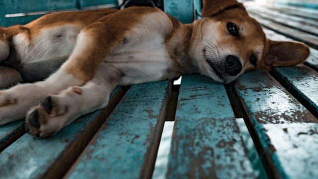 puppy