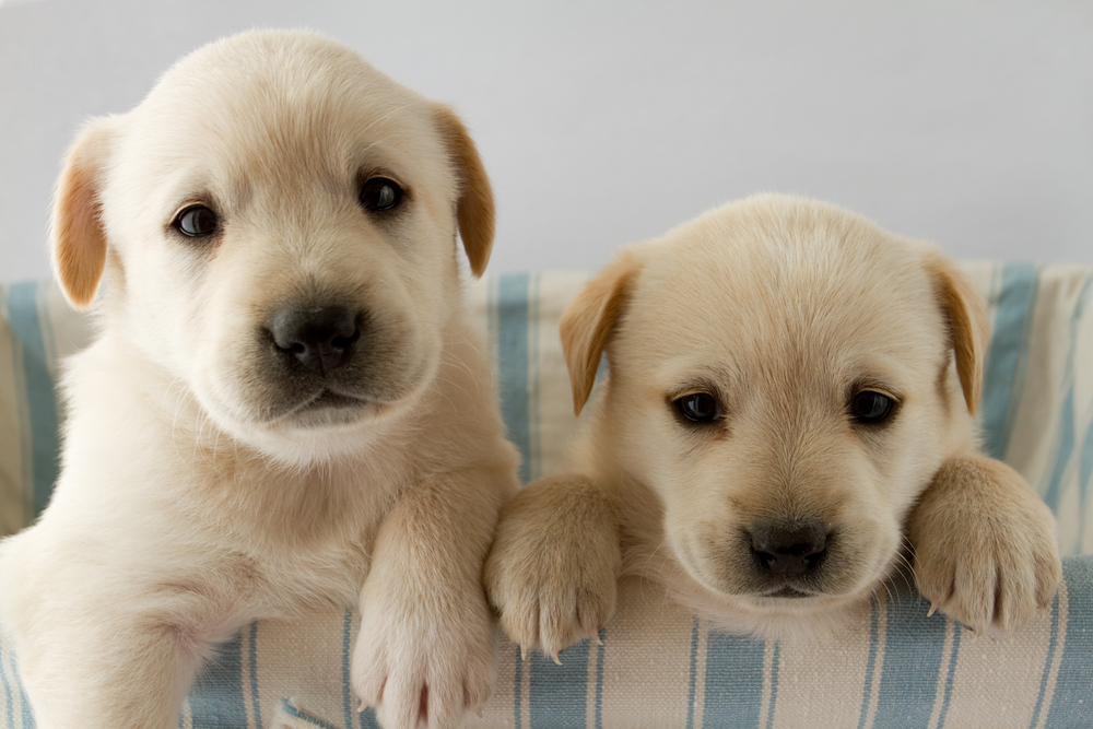 Testing your parenting skills with puppies is the cutest tacticHelloGiggles