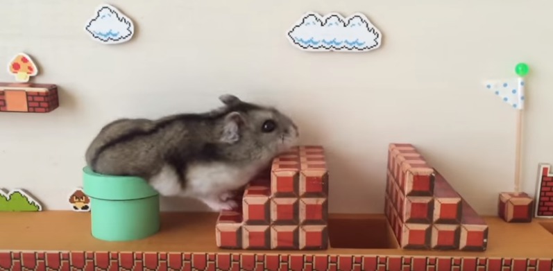 Hamster-keeps-playing.jpg