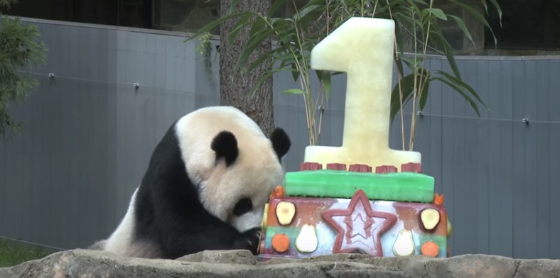 Panda-pawing-cake.jpg