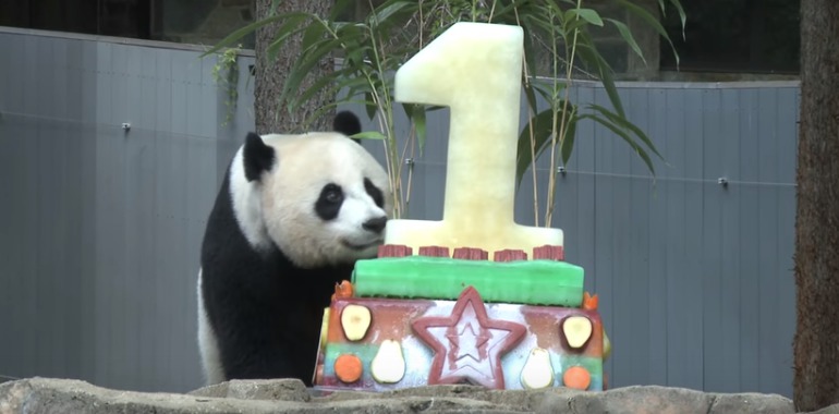 World's oldest captive giant panda celebrates 38th birthday - Xinhua |  English.news.cn