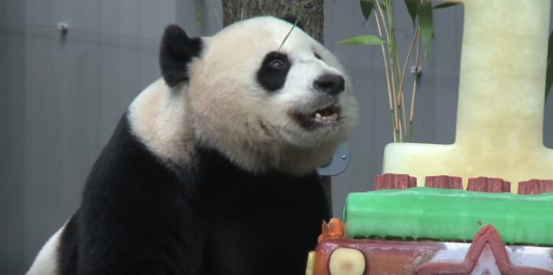 This panda eating a cake has made our lives complete