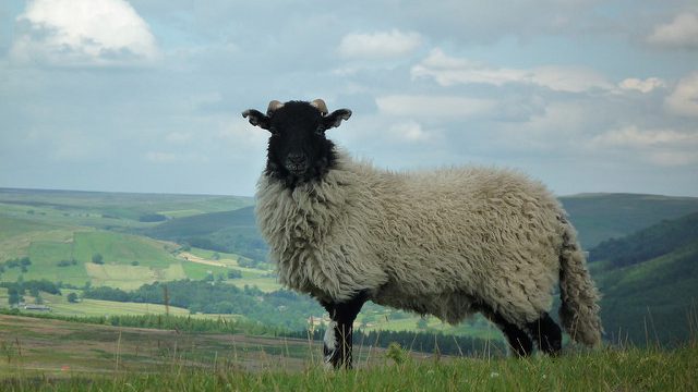 sheep