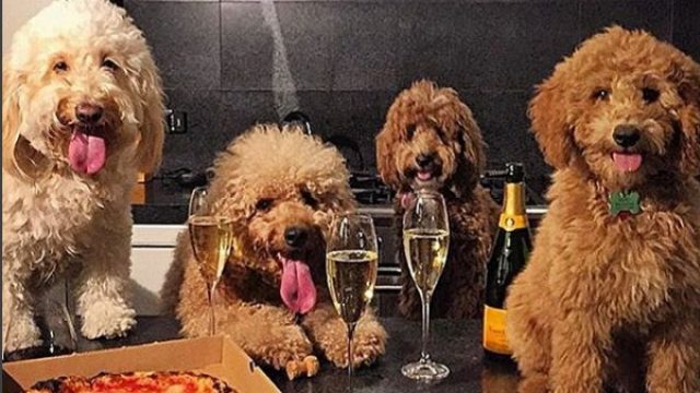 dogs-who-brunch