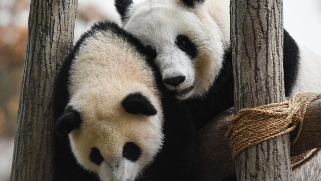 Giant Pandas