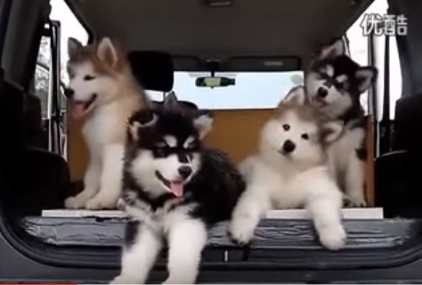 These adorable puppies nodding to music are all of us when we hear