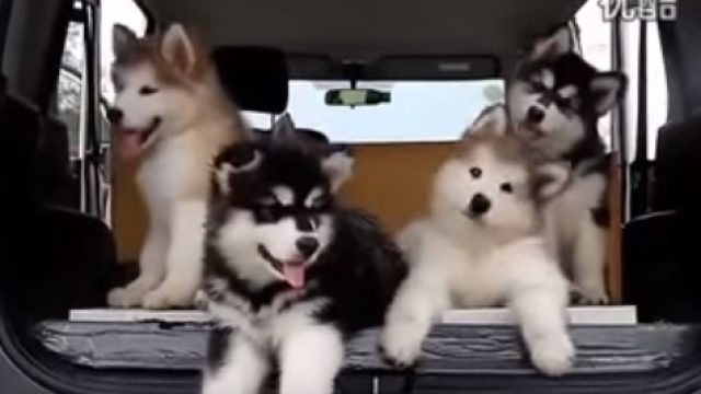 dogs