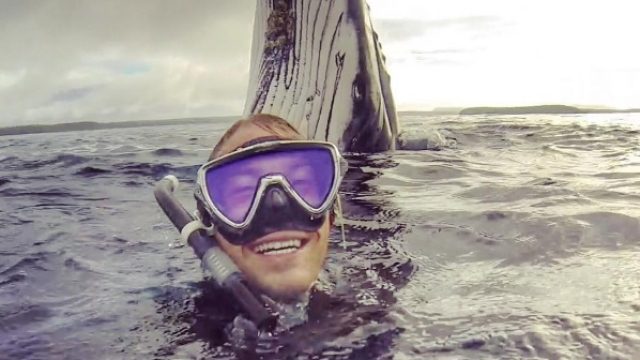 whale photobomb