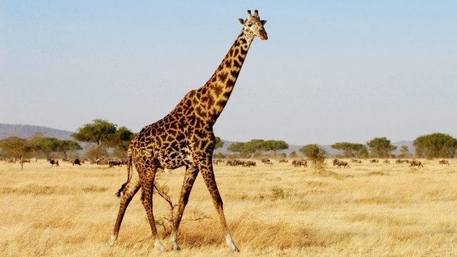 Giraffe, Grumeti, Tanzania