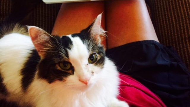 therapycat