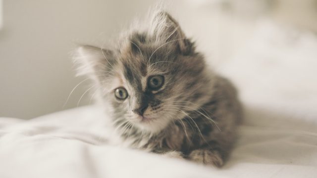 kitten