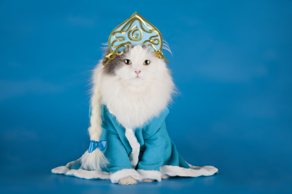 Cats are now into cosplay because the world needs some extra