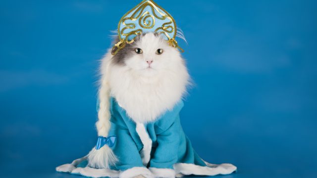 cat outfit