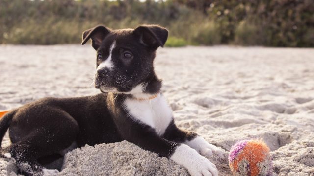 dog with ball