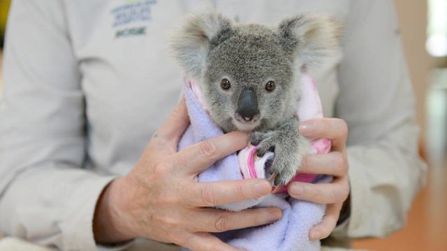 With a baby joey, Riverbanks Zoo continues to see success in koala breeding  program