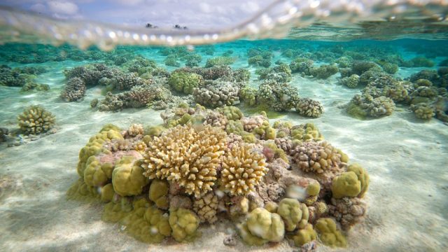 coral-cover