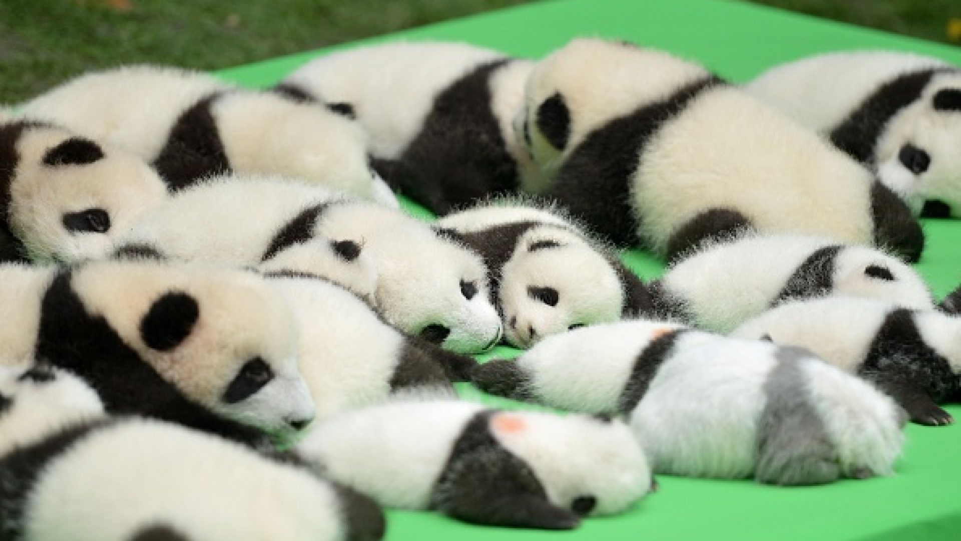 what do you call a group of baby pandas
