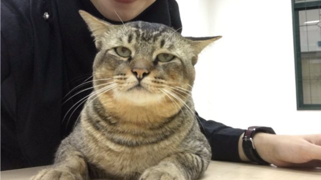 cat