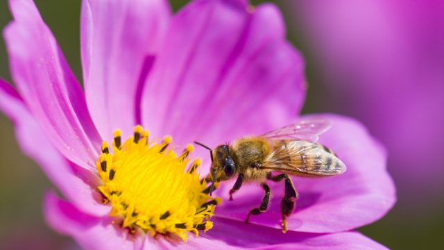 shutterstock_364067591
