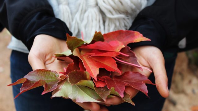 fall leaves