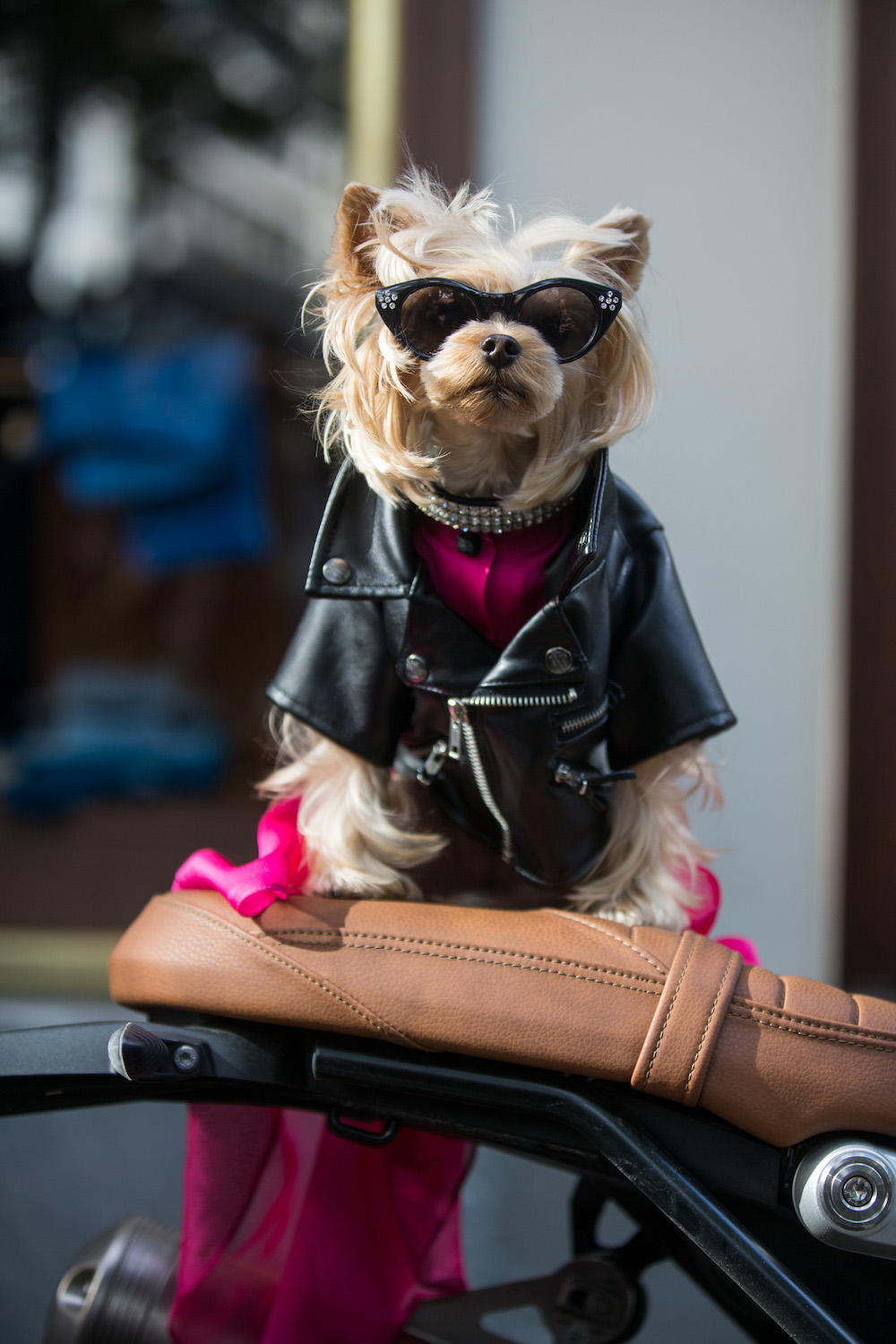 PARIS, FRANCE - OCTOBER 02:  Little Lola Sunshine the dog wears a leather jacket, black sunglasses, and a pink dress outside the Valentino show on October 2, 2016 in Paris, France.  (Photo by Melodie Jeng/Getty Images)