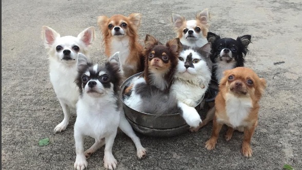 This cuddly family of dogs, cats, and a hamster redefines the ...